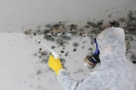 Environmental Consulting for Mold Prevention in Bay Point, CA